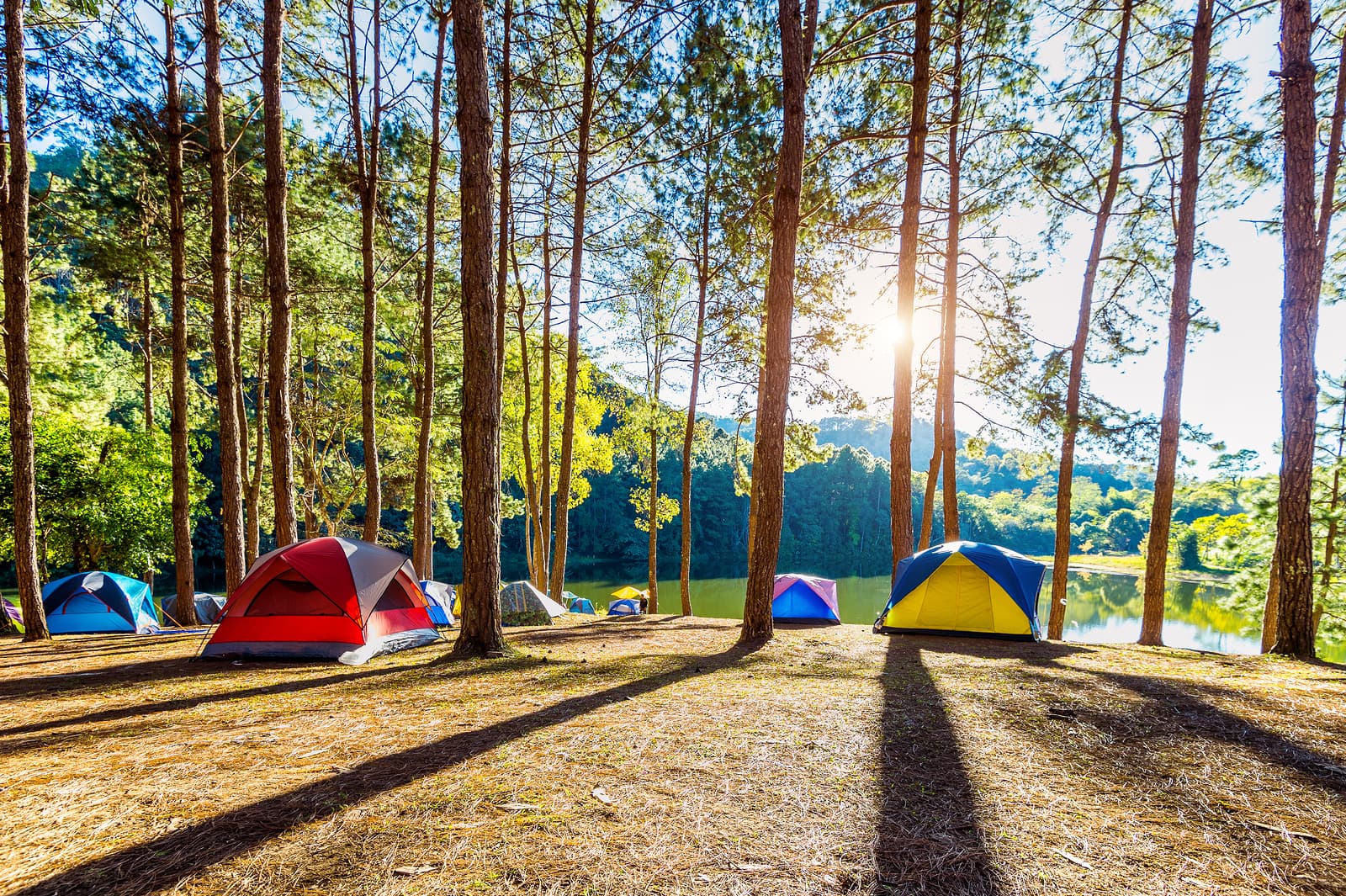 Scouts camping under pine trees