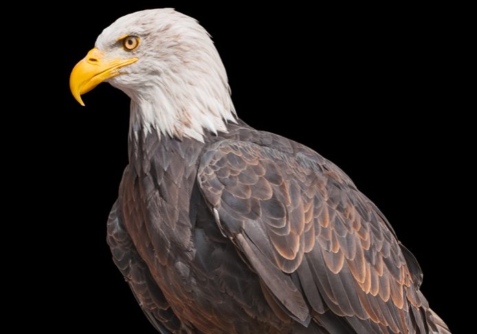 American Bald Eagle isolated on black background. North American bird of prey. Portrait of a bald eagle. National emblem of USA. Bald eagle in profile close up. Symbol of the United States of America